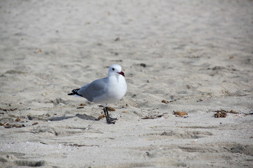 seagull on the beach formentera