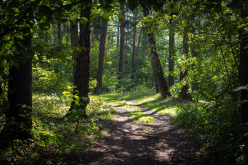 Sunlit lawn and path in a green forest, walk in nature