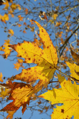 autumn leaves on a background