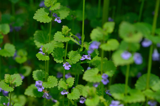 Gundermann (Glechoma), auch Gundelrebe genannt	