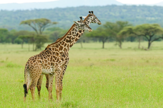 Pair of Masai Giraffe urinating in unison (Giraffa camelopardalis tippelskirchi or "Twiga" in Swaheli) image taken on Safari located in the Serengeti National park,Tanzania