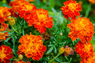 Orange calendula flowers in a flower bed in the city Park