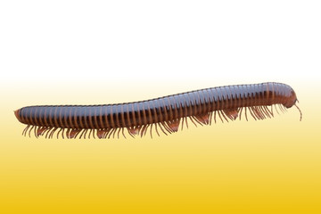 The millipede walking on orrang background.