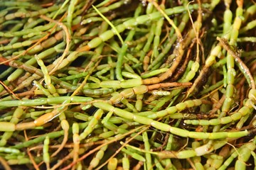 Freshly picked Samphire in water. This is an edible plant which can be used as a cooking ingredient. 