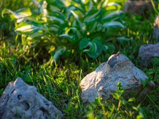 small decorative stones in the garden, Russia.