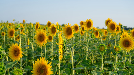 Obraz premium Field of sunflower blossom in a garden, the yellow petals of flower head spread up and blooming above green leaves under cloudy sky