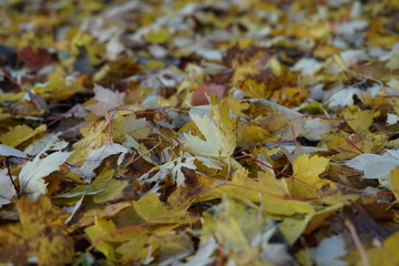 autumn leaves on the ground