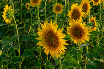 Field of sunflower blossom in a garden, the yellow petals of flower head spread up and blooming above green leaves under cloudy sky