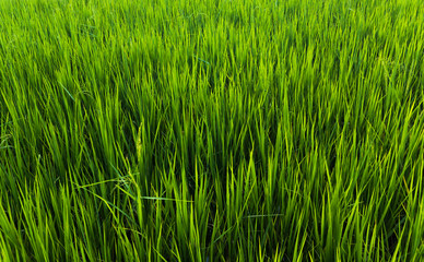 Green organic rice field