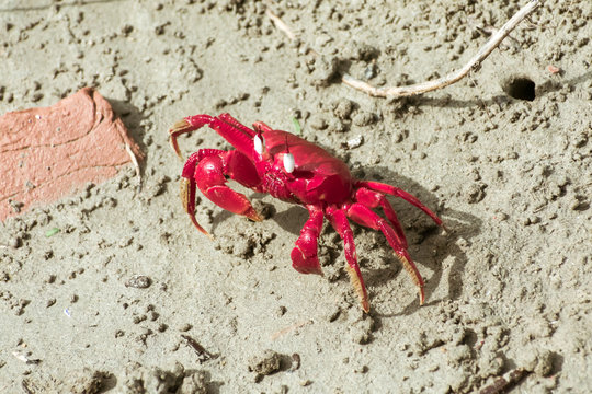 Christmas Island red crab (Gecarcoidea natalis), a Brachyura land crab or red crazy ant shellfish Gecarcinidae species that is endemic to Christmas Island and Cocos (Keeling) Islands in Indian Ocean.