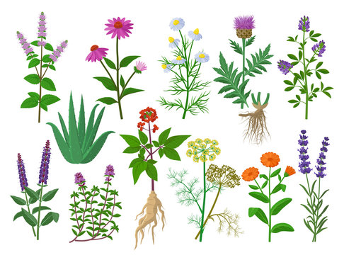 Healing medicinal herbs and flowers big collection of illustrations in flat design, flowers icons isolated on white background. Chamomile, Aloe vera, Lavandula, Calendula, Thyme, Alfalfa, Echinacea