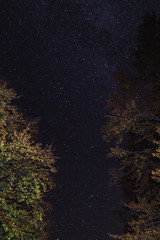 Beautiful night sky stars and fir trees.