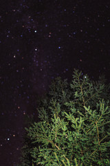 Fototapeta na wymiar Beautiful night sky stars and fir trees.