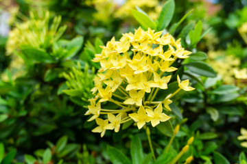 Bunches beautiful yellow petite petals Ixora hybrid blooming on gark green leaves blur background, closeup photo, pretty plant for Landscaping design