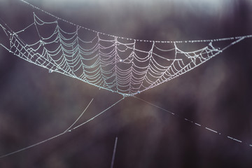 Spider web covered by morning dew close up.