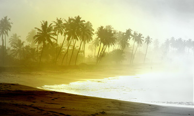 Wild atlantic beach with palm tree silhouettes in Ghana