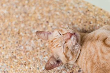 Brown Cat sleeping on the floor.
