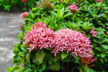 Bunches of petite pink petals Ixora hybrid blossom on green leaf, know as west Indian jasmine or jungle flame, close up photo