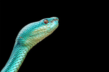 blue viper snake on black background, venomous and poisonous snake