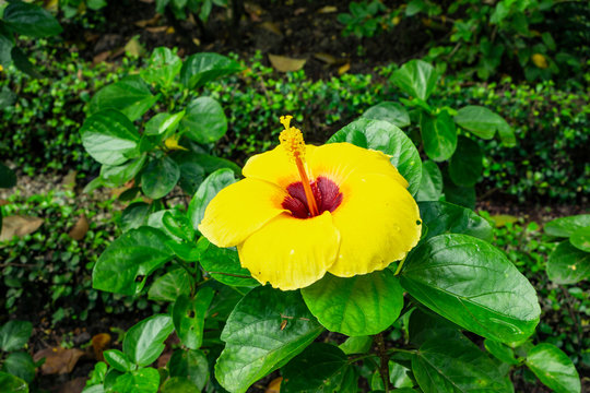 bunch of pig petals of Hawaiian hibiscus cover around long stamen and pistil, known in other name are Shoe flower, Chinese rose, rosa de sharon