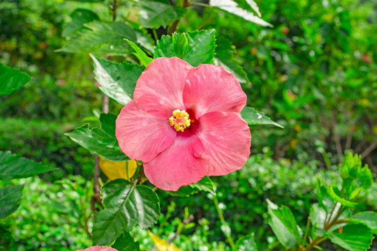 Bunch of pink petals of Hawaiian hibiscus blossom cover around red long stamen and pistil, known as Shoe flower, Chinese rose, rosa de sharon, Hawaii state flower and also Pua aloalo or ma'o hau hele 