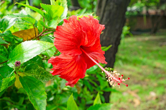 Bunch of big red petals of Hawaiian hibiscus blossom cover around long stamen and pistil, known as Shoe flower, Chinese rose, rosa de sharon, Hawaii state flower and also Pua aloalo or ma'o hau hele 