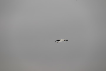 seagull flying in the sky