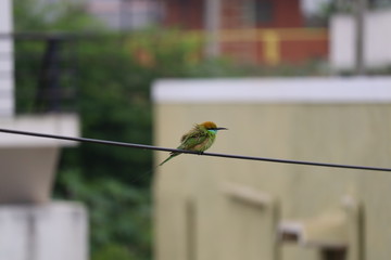 birds sitting on a wire