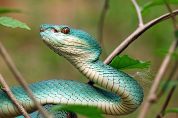 closeup of blue viper snake, poisonous snake, Trimeresurus Insularis	