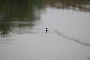 duck in the water