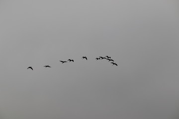 birds flying in the blue sky