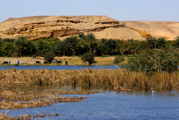 Landscape and culture at Nile shore, Egypt