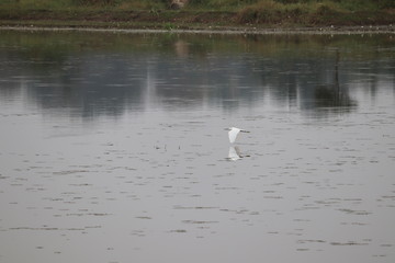 bird reflection in water while flying over river