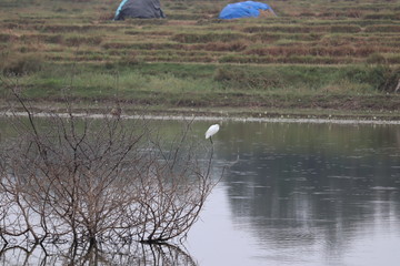 bird sitting on the tree middle of river