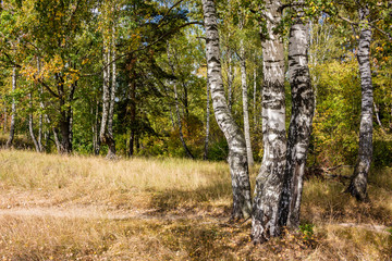 Beautiful summer landscape with birches, middle lane