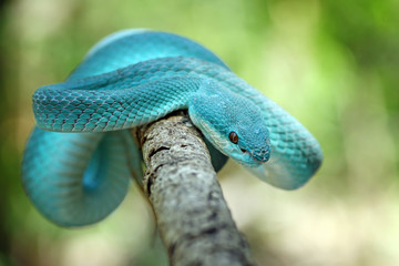 blue viper snake, venomous and poisonous snake