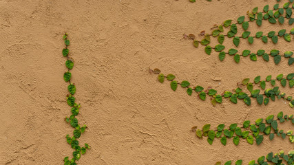 Fresh young green creeper or creeping fig houseplants known as Ficus pumila L. climbing up on brown old rough texture of concrete wall