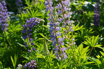 Delicate violet flowers of lupinus, lupin or lupine. Summer meadow in sunny day.