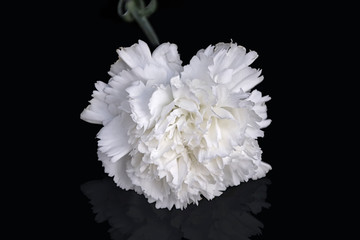 white carnation isolated on a black background