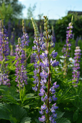 Beautiful violet and white lupin flowers in sunny summer day.