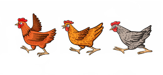 Three funny cartoon chickens