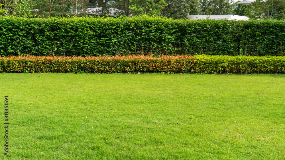 Aufkleber fresh green burmuda grass smooth lawn as a carpet with curve form of bush, trees on the background, 