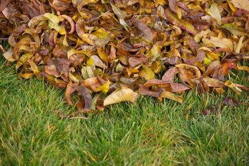 Pile of autumn leaves on grass green grass