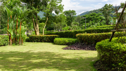 Fresh green burmuda grass smooth lawn as a carpet with curve form of bush, trees on the background,...