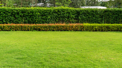 Fresh green burmuda grass smooth lawn as a carpet with curve form of bush, trees on the background, good maintenance lanscapes in a garden under cloudy sky and morning sunlight