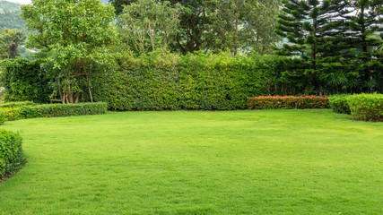 Herbe verte fraîche de burmuda pelouse lisse comme un tapis avec une forme courbe de buisson, des arbres en arrière-plan, des paysages de bon entretien dans un jardin sous un ciel nuageux et la lumière du soleil du matin