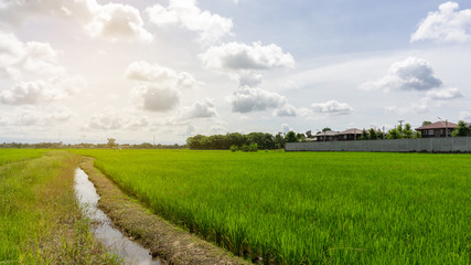  Famer agriculture land of rice plantation farm in planting season, green rice filed in water under beautiful white fluffy cloud formation on vivid blue sky in a sunny day,  countryside of Thailand