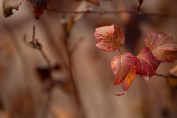 Beautiful autumn leaves on a bush close-up