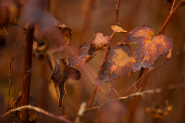 Beautiful autumn leaves on a bush close-up