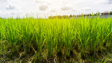 Famer agriculture land of rice plantation farm in planting season, green rice filed in water under beautiful white fluffy cloud formation on vivid blue sky in a sunny day,  countryside of Thailand